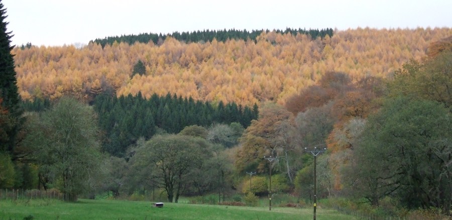 larch in the Grwyne Fawr